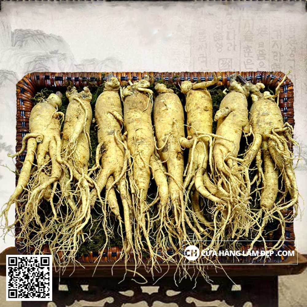 Nhân Sâm Tươi Hàn Quốc 8 củ/kg