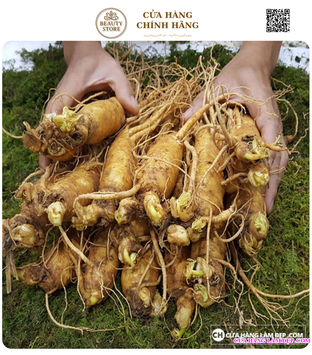Nhân Sâm Tươi Hàn Quốc 8 củ/kg