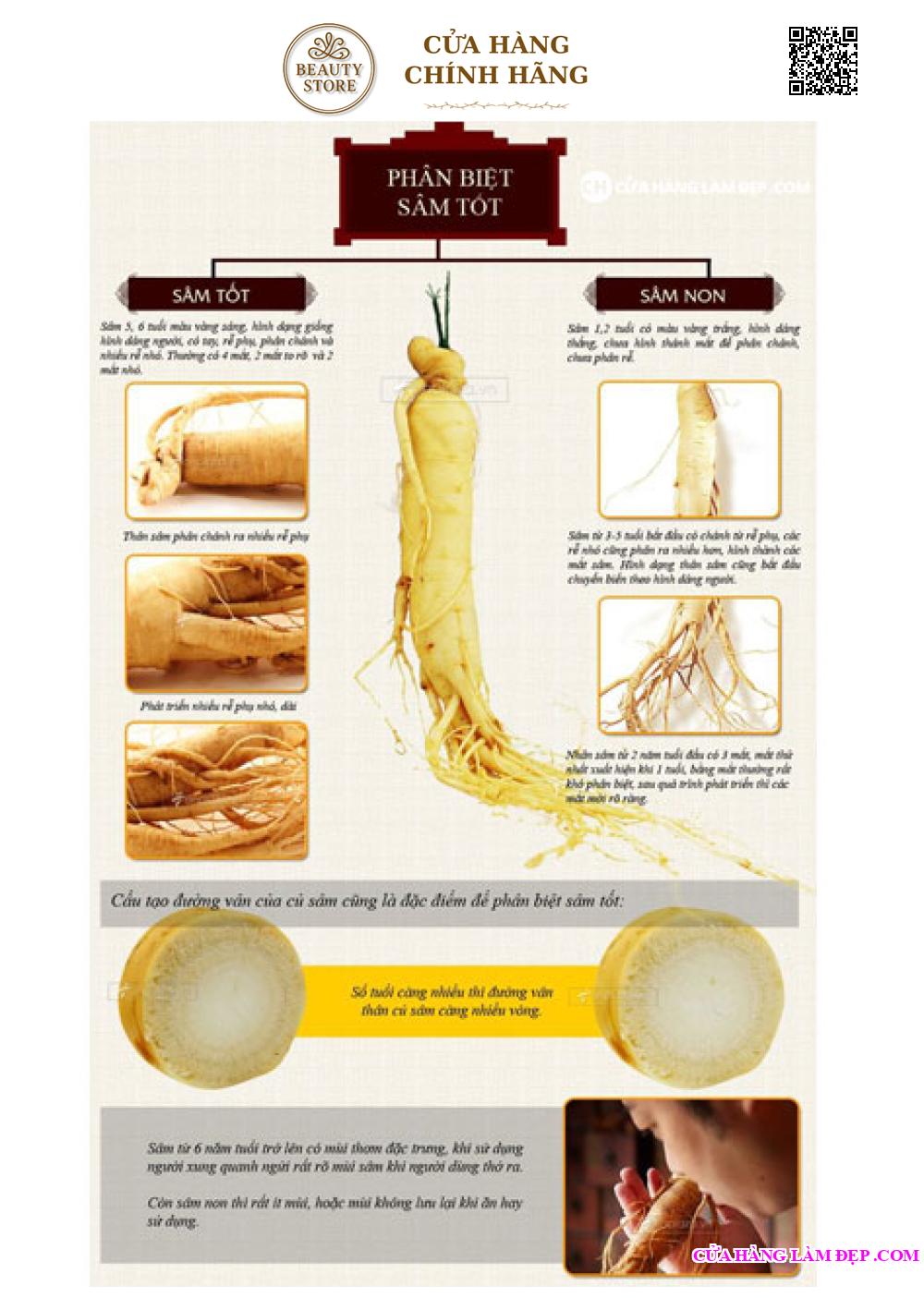 Nhân Sâm Tươi Hàn Quốc 8 củ/kg