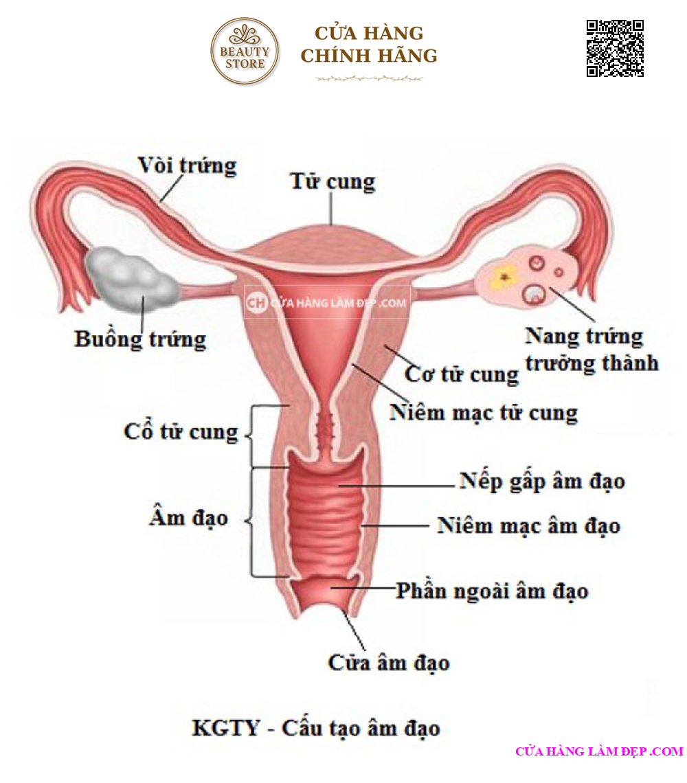 Kem Se Khít Vùng Kín PK24, Làm Săn Chắc Thu Nhỏ Đường Kính Vùng Kín của Mỹ