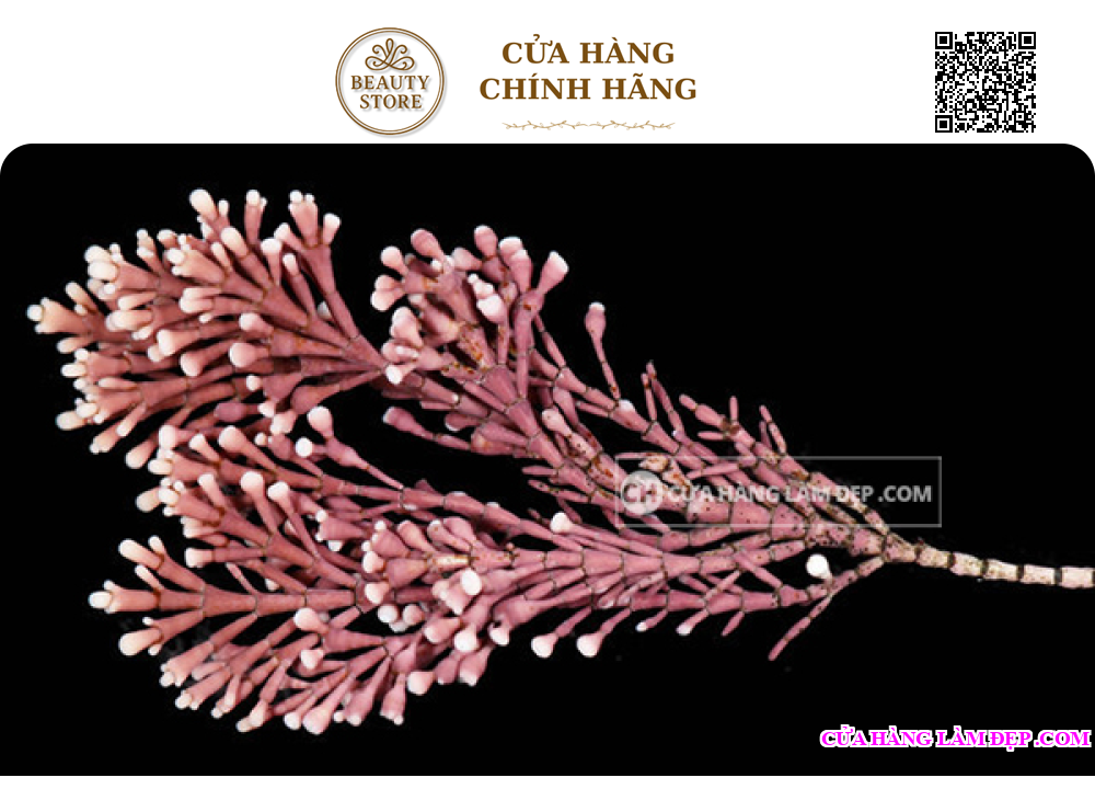 Kem Nâng Cơ Hỗ Trợ Ngừa Lão Hóa Ban Ngày Thalgo Lifting Correcting Day Cream