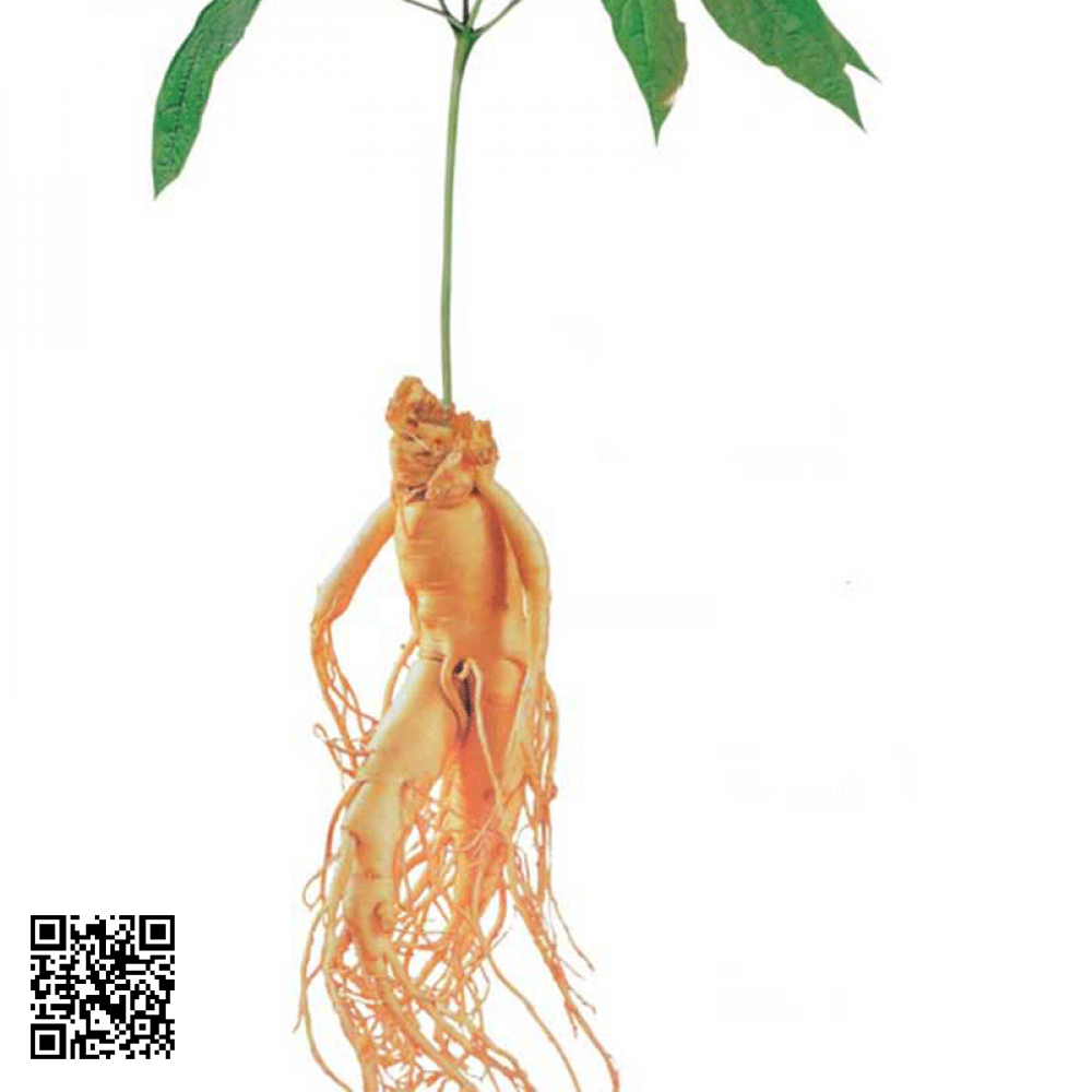 Sâm Ngọc Linh 5 Củ