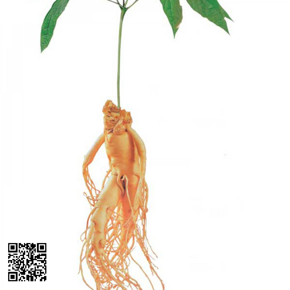 Sâm Ngọc Linh 20 Củ