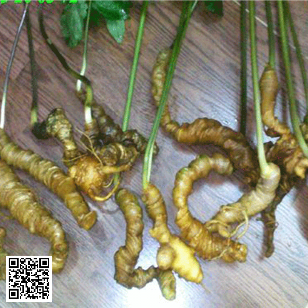 Sâm Ngọc Linh 40 Củ