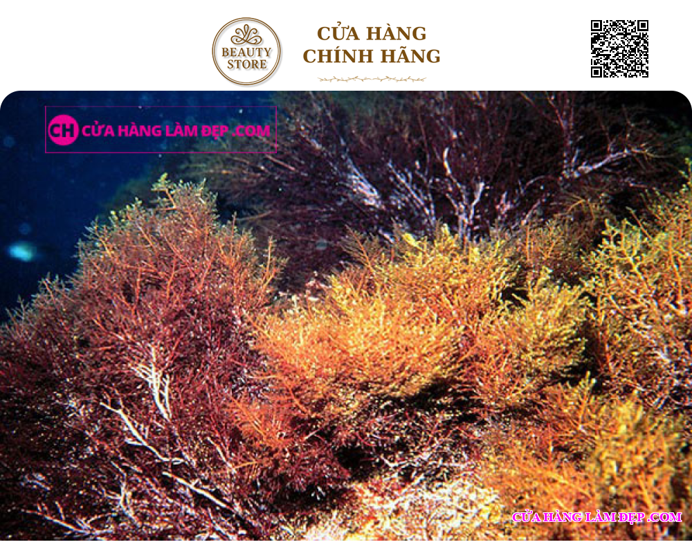 Nước Hoa Hồng Cân Bằng Da Thalgo Beautifying Tonic Lotion