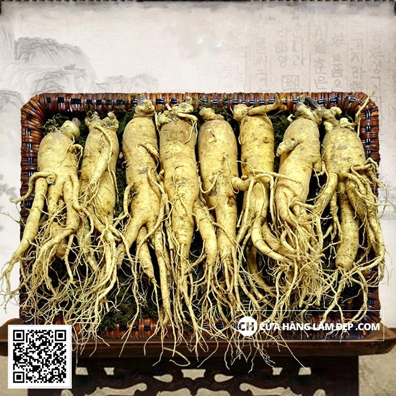 Nhân Sâm Tươi Hàn Quốc 8 củ/kg